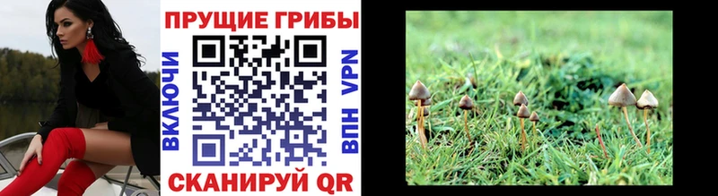 мега сайт  Белозерск  Псилоцибиновые грибы Psilocybe 